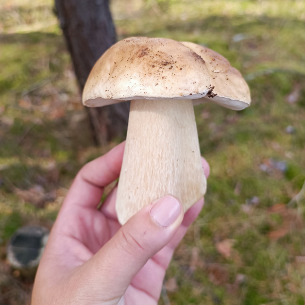 Jemand hält einen Steinpilz in der Hand.