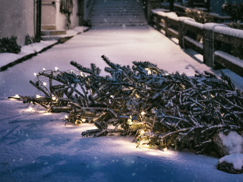 Ein Weihnachtsbaum mit Lichtern liegt auf einem verschneiten Gehweg.