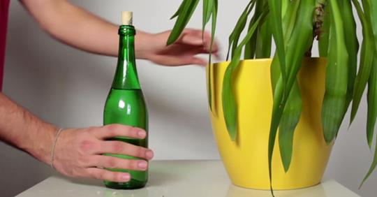 Flasche neben einem Blumentopf