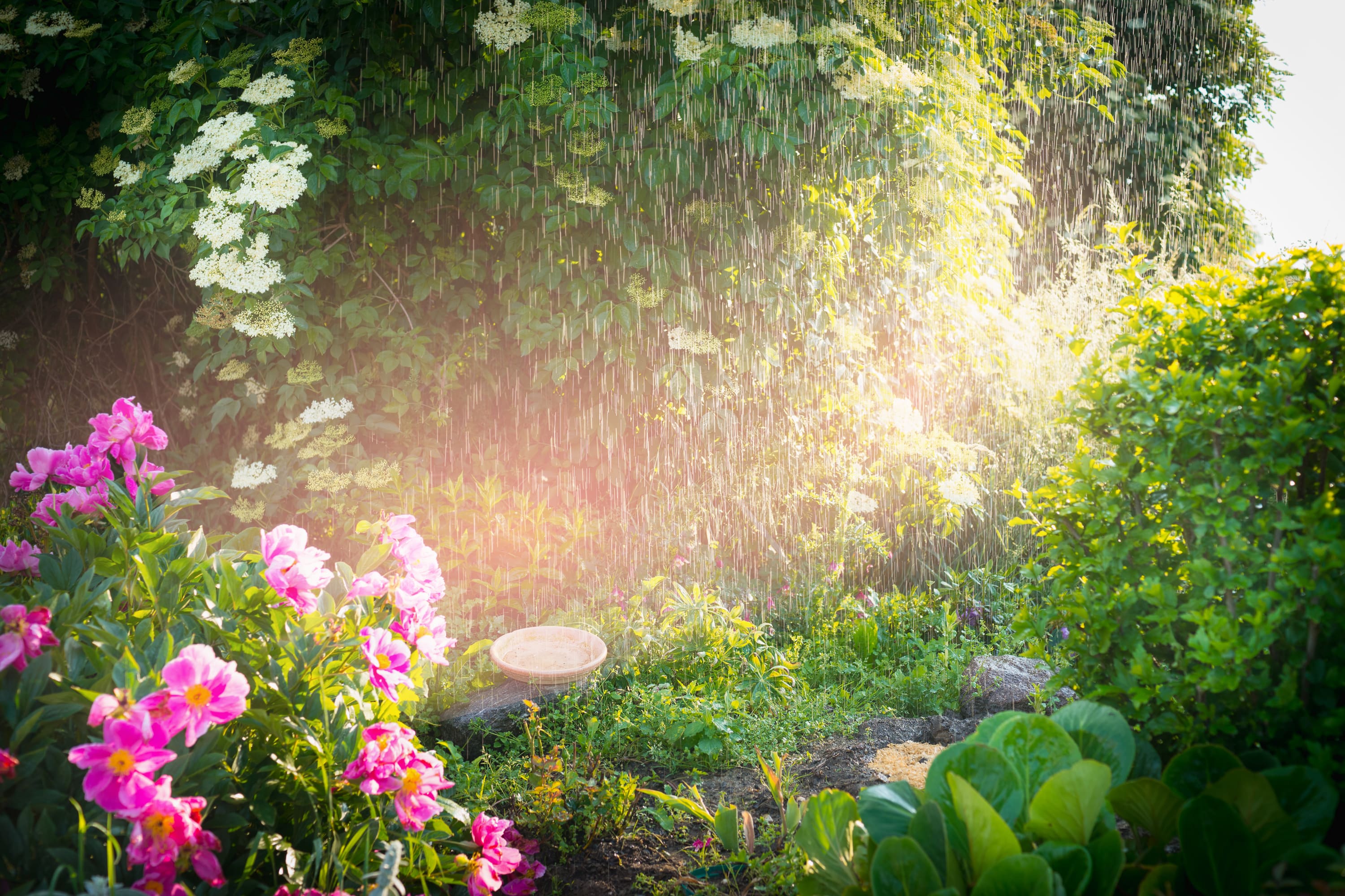 Garten bei Regen