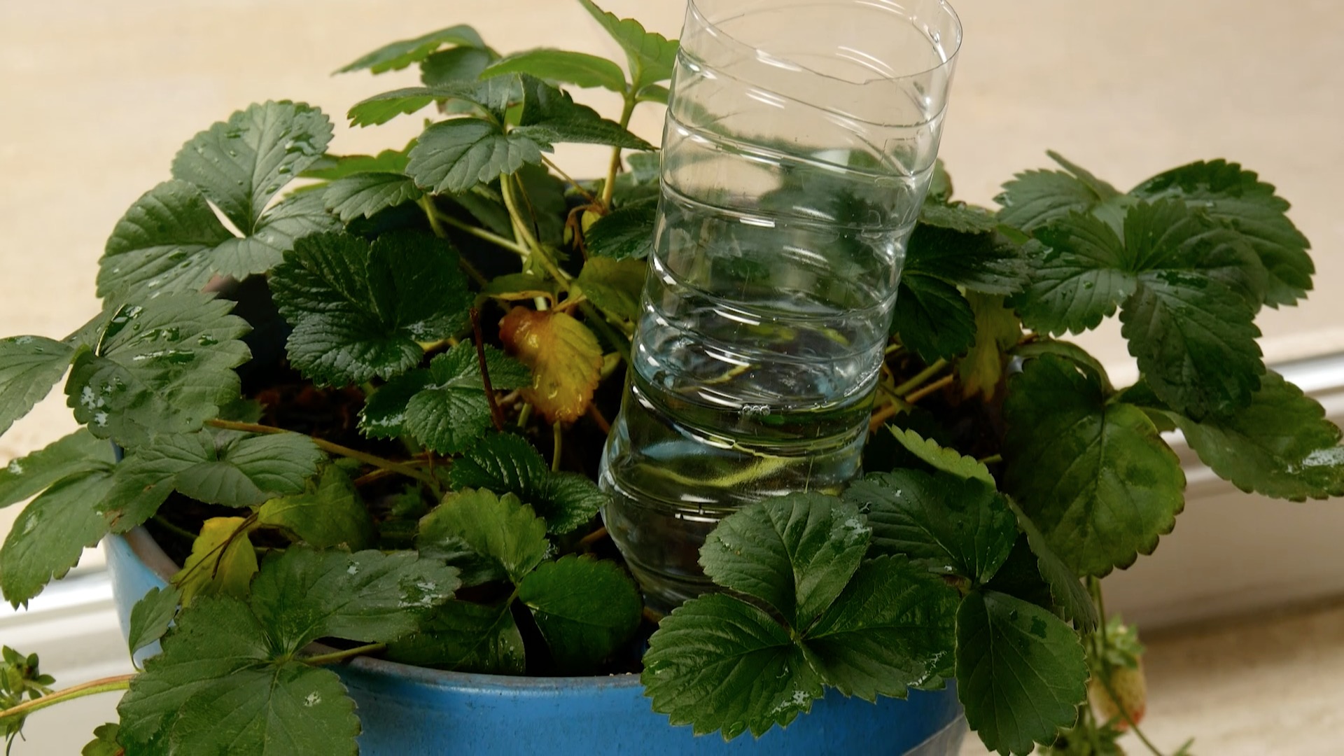 Plastikflaschen-Upcycling: Wasserspender für Pflanzen