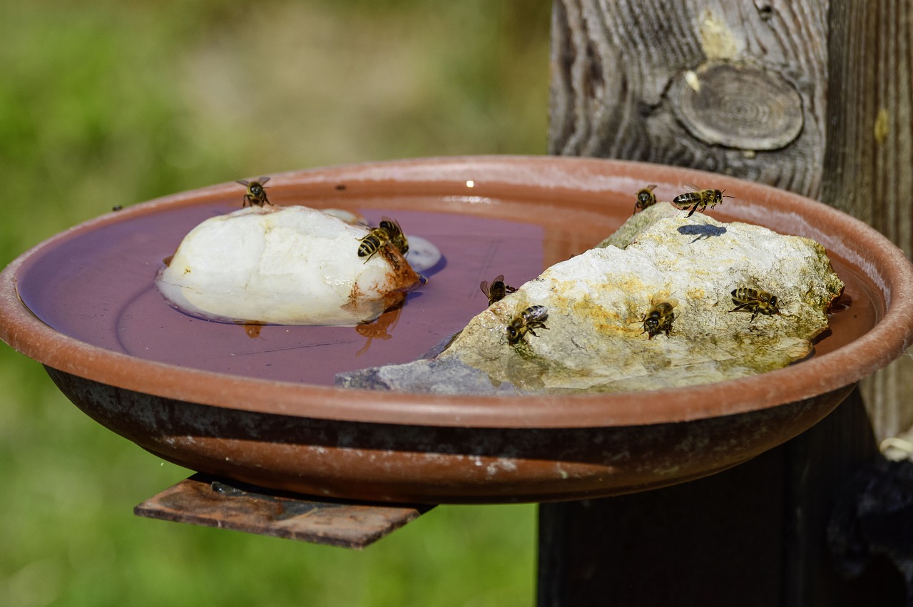 Eine Tränke für Bienen.