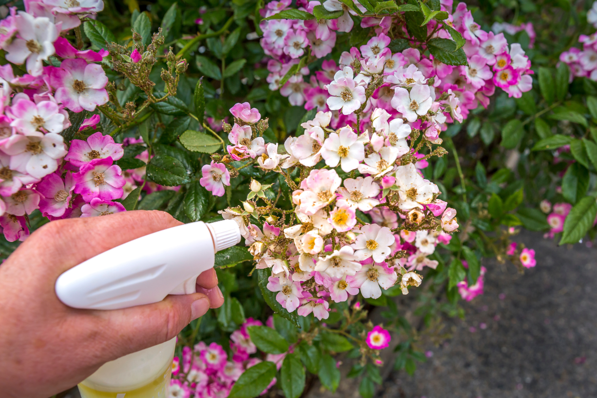 Blumen werden mit einer Sprühflasche besprüht.