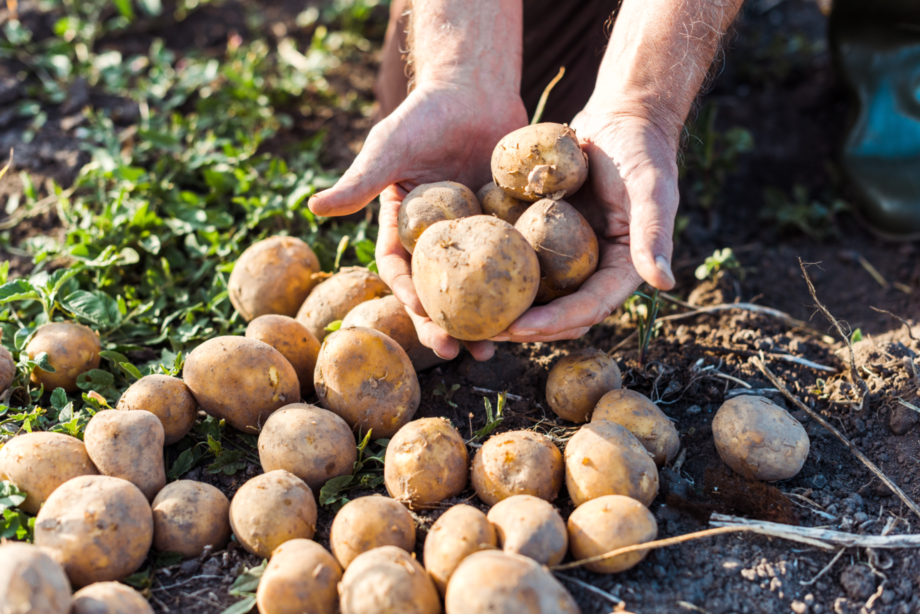 Jemand hält geerntete Kartoffeln in der Hand. Wer einen Kartoffelturm selber baut, kann sich ab dem Spätsommer. Aber eine ertragreiche Ernte freuen.