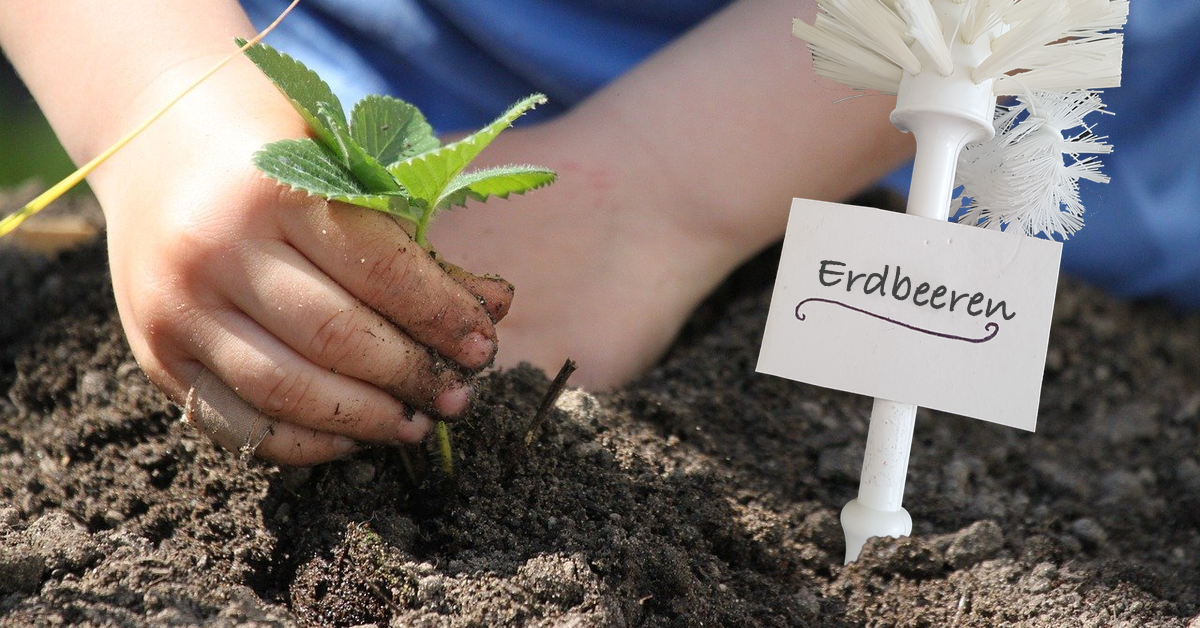 Klobürste mit dem Schild "Erdbeeren" steckt im Blumenbeet. 