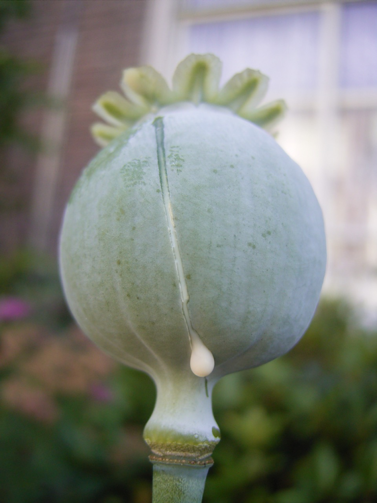 Eine Kapsel Schlafmohn, aus der Flüssigkeit tropft.