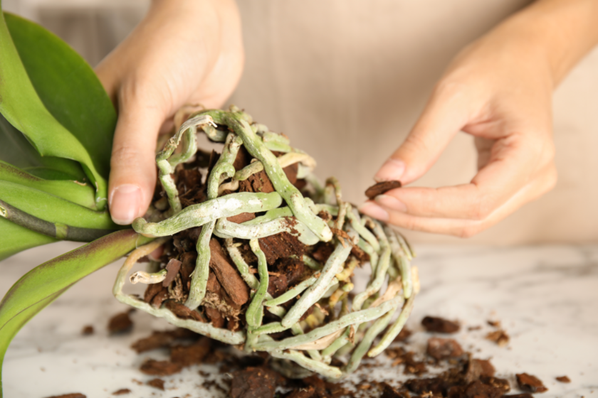 Eine Person hält eine Orchidee mit einer Hand und entfernt mit der anderen das alte Substrat sowie kranke Pflanzenteile.