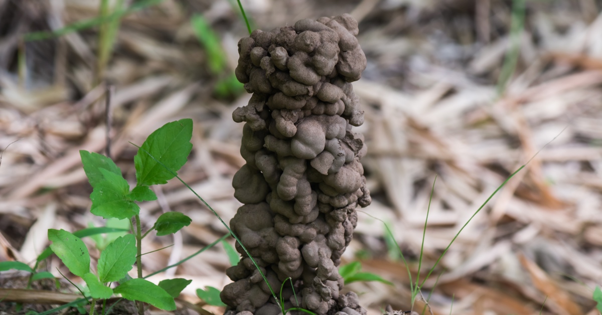 Ein hoher Regenwurmhaufen im Garten.