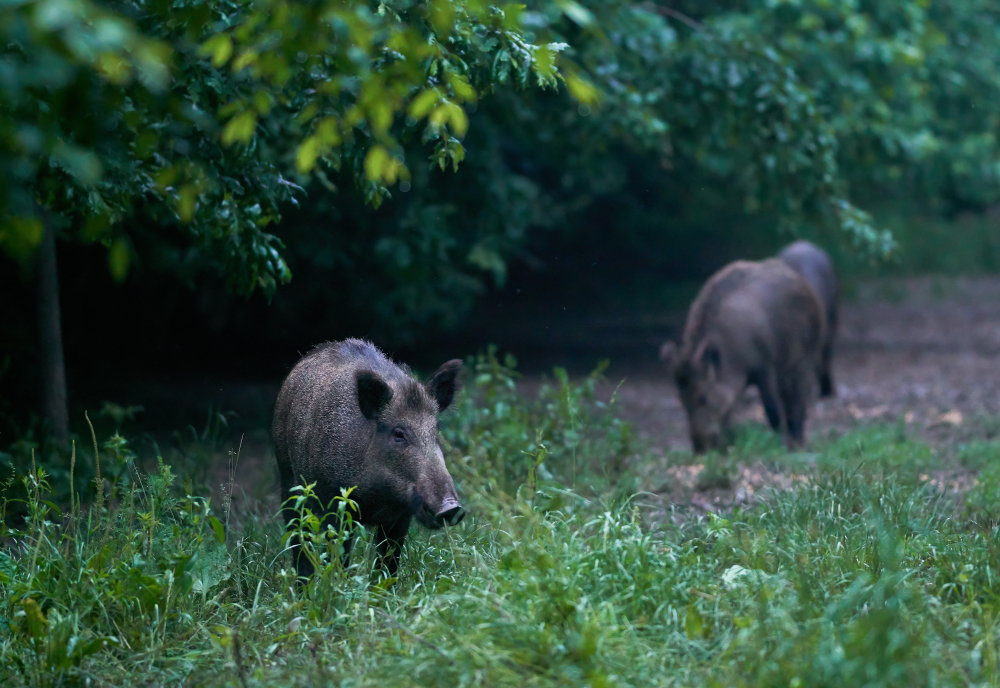 Wildschweine im Wald.