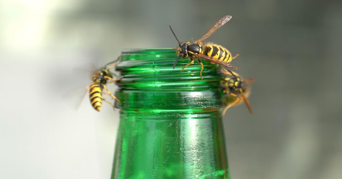 Wespen krabbeln in eine grüne Glasflasche – so kannst du die Insekten tierfreundlich vertreiben.