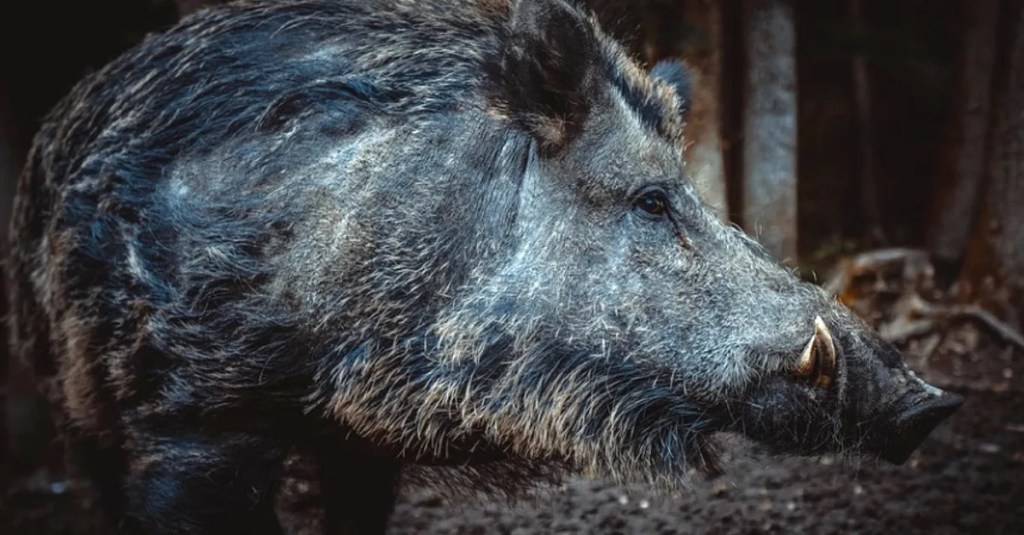 Ein Wildschwein. So verhältst du dich bei einem Angriff.