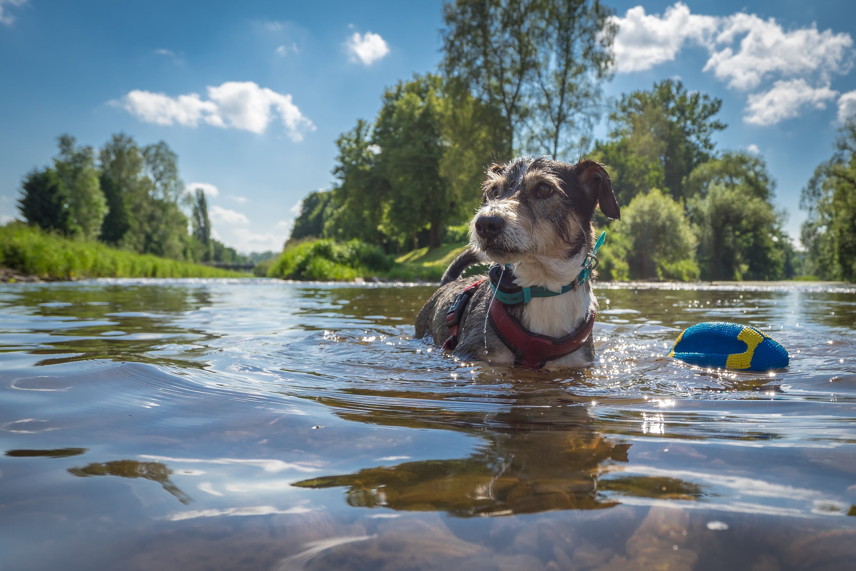 Hund badet im See.