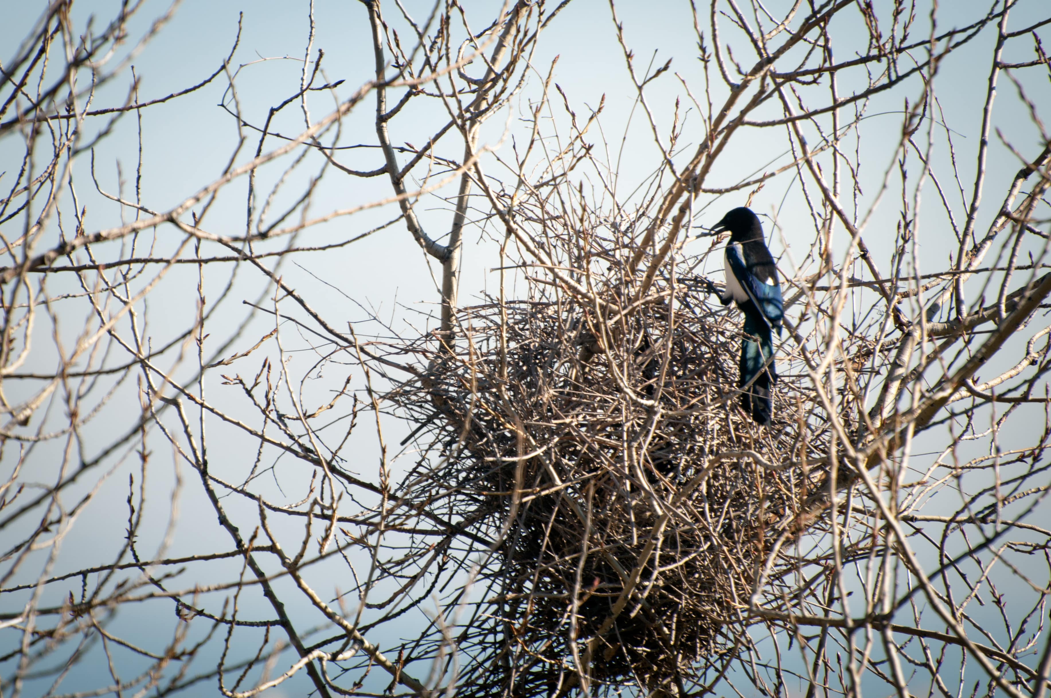 Elster in ihrem Nest