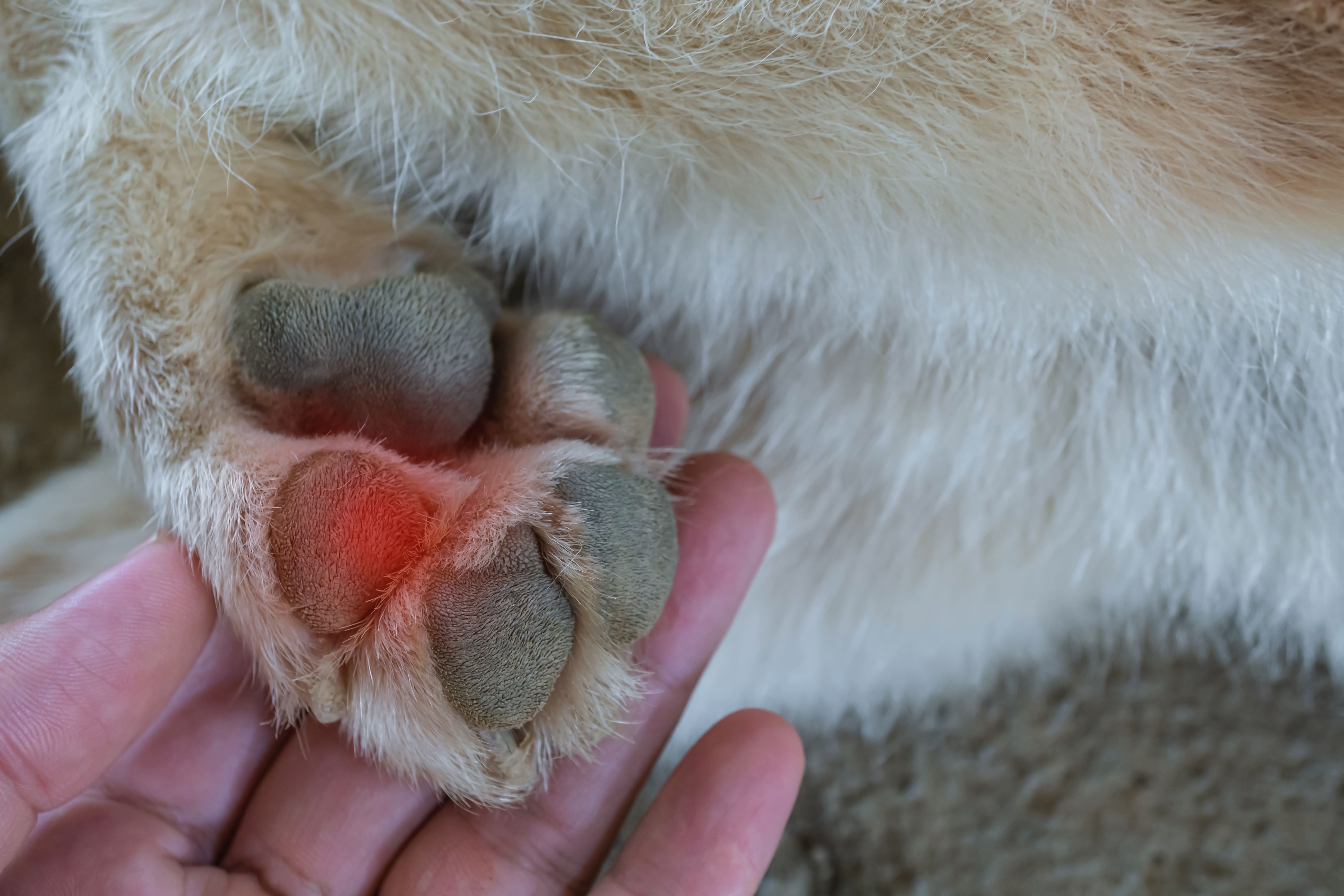 Die Pfote eines Hundes ist gerötet.