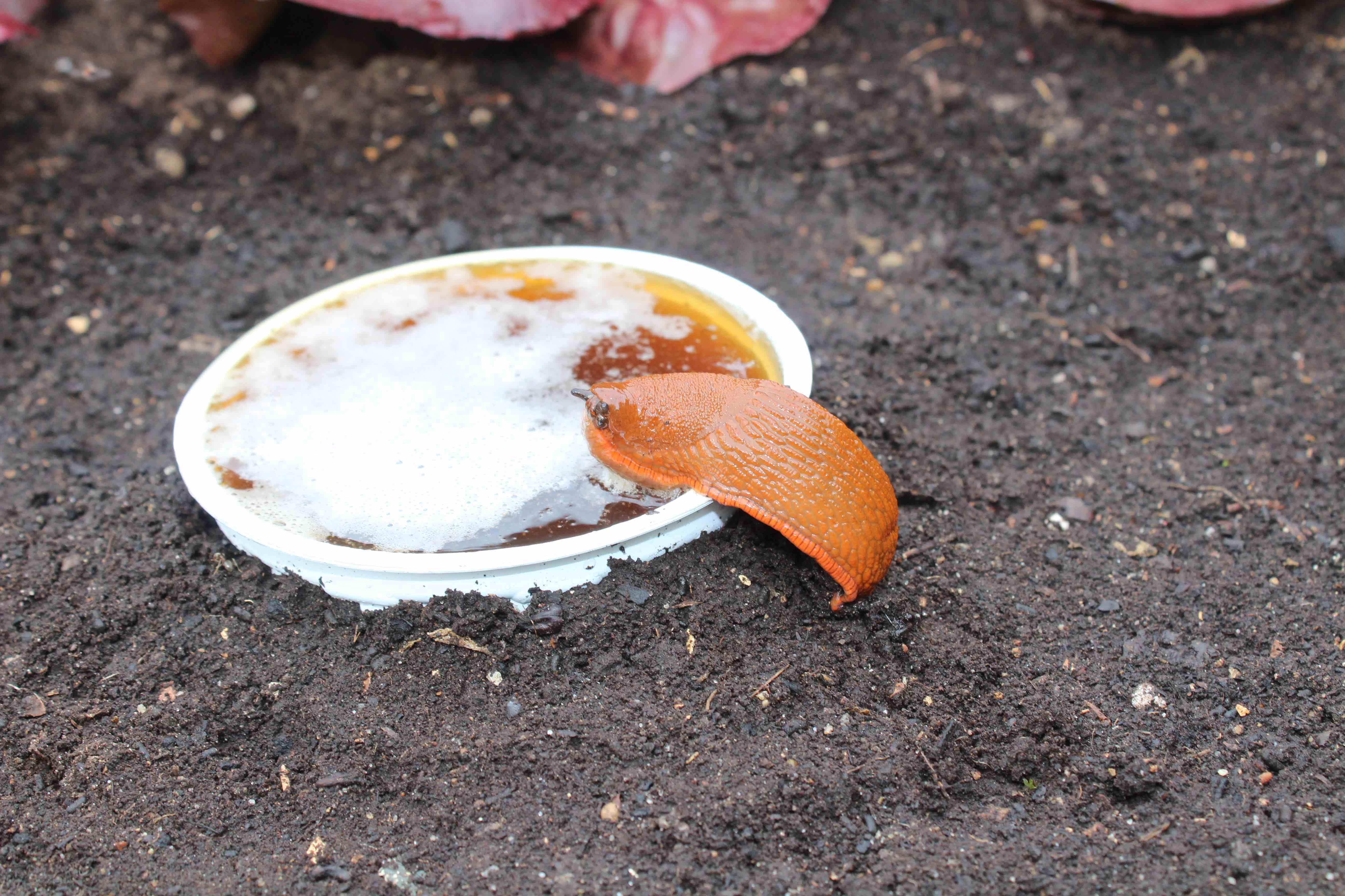 Eine Nacktschnecke an einer Bierfalle.