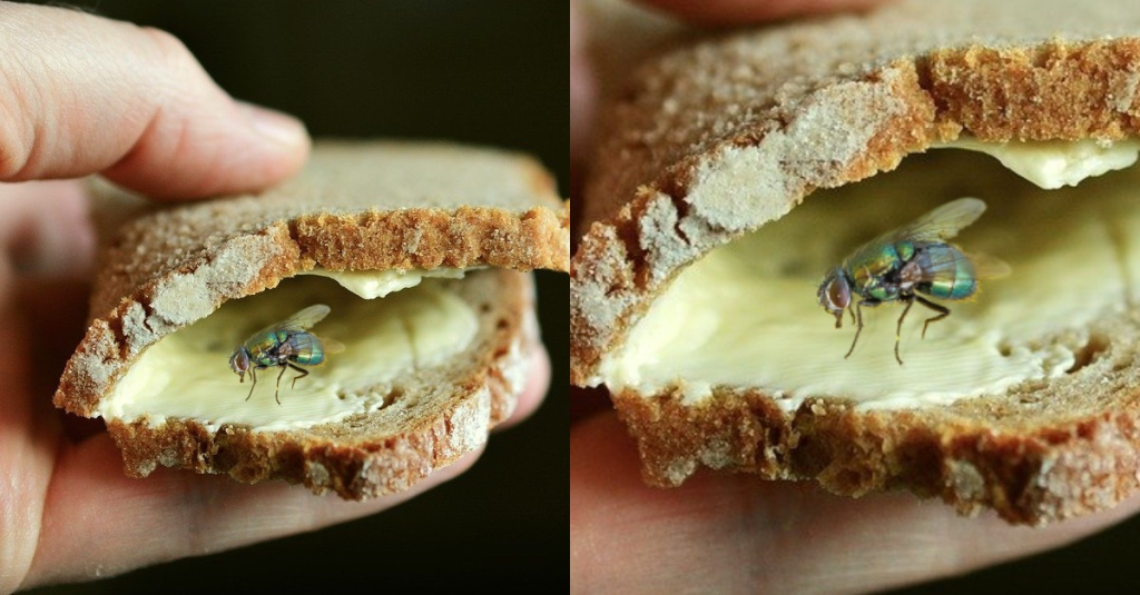 Fliege auf einem beschmierten Brot.