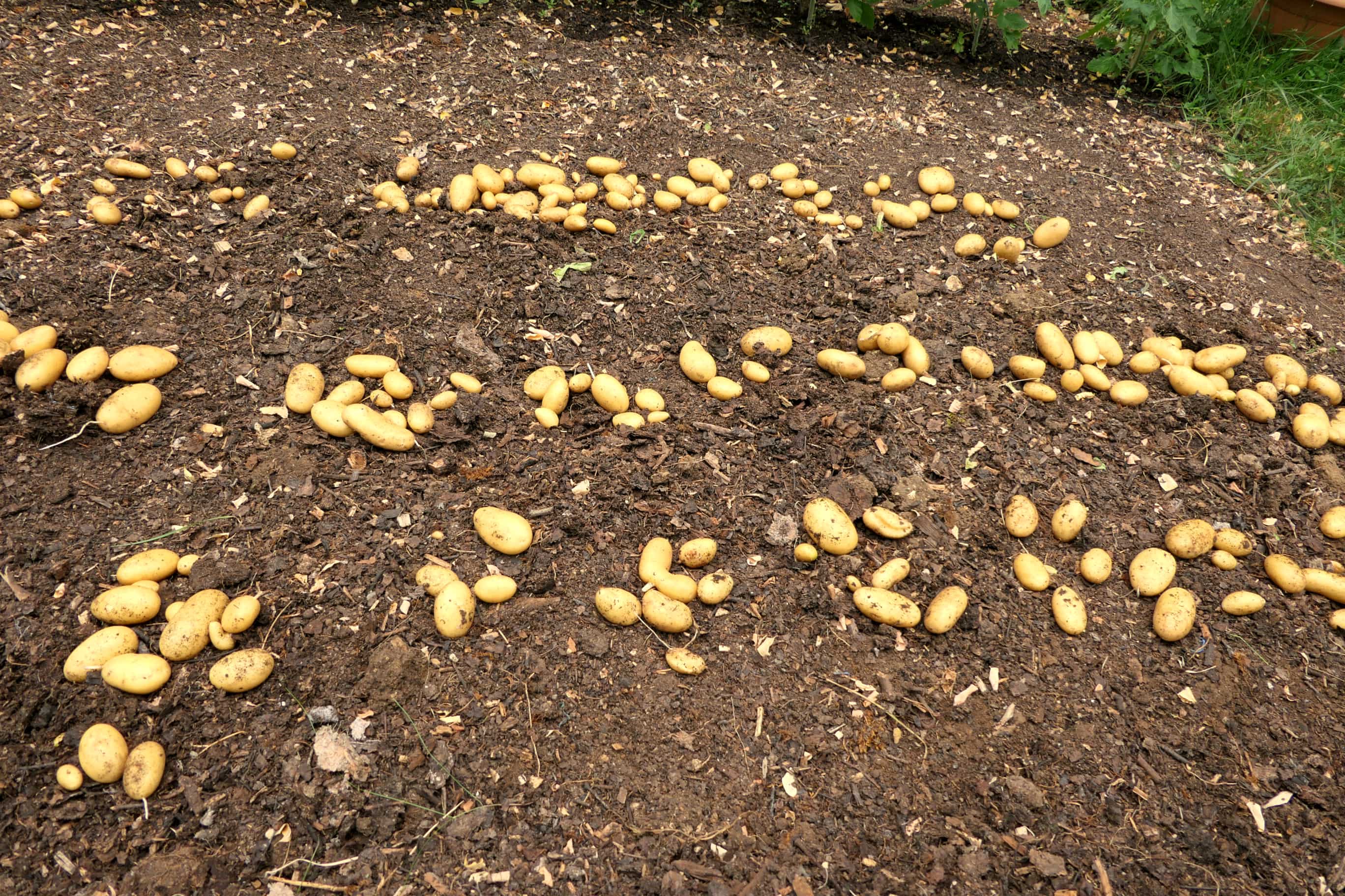 Ertragreiche Kartoffelernte in einem Beet, das nach der „No Dig“-Methode angelegt wurde.