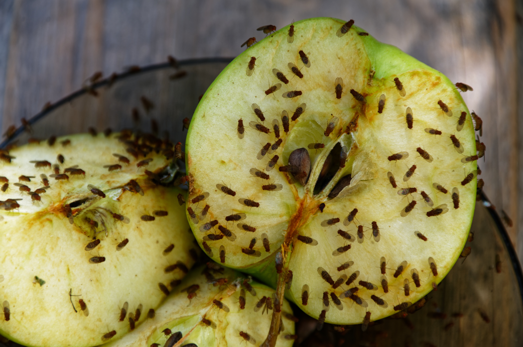 Fruchtfliegen sitzen auf einem angeschnittenen Apfel.