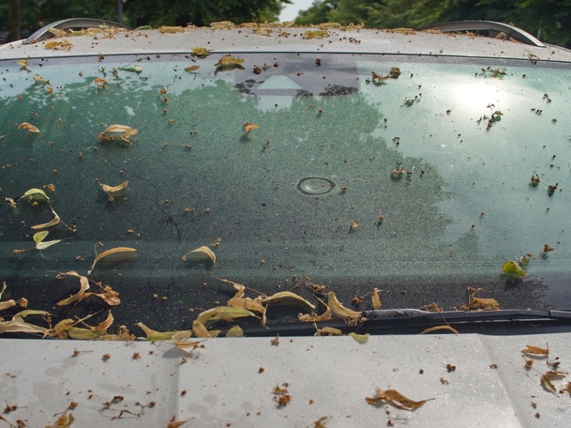 Honigtau: Warum dein Auto im Sommer manchmal klebt.