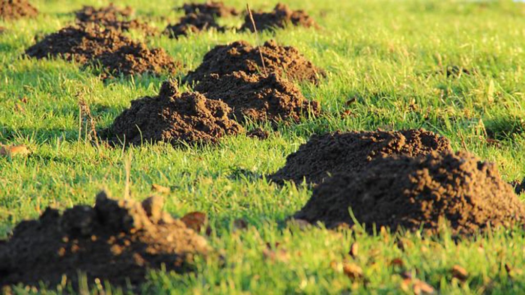 Mehrere Maulwurfshügel auf Wiese