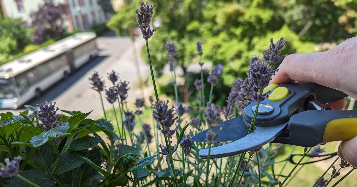 Lavendel wird geschnitten mit Gartenschere.