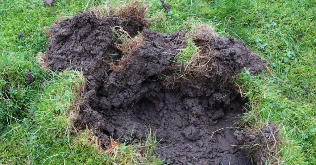 Wildschwein gräbt Löcher im Garten.