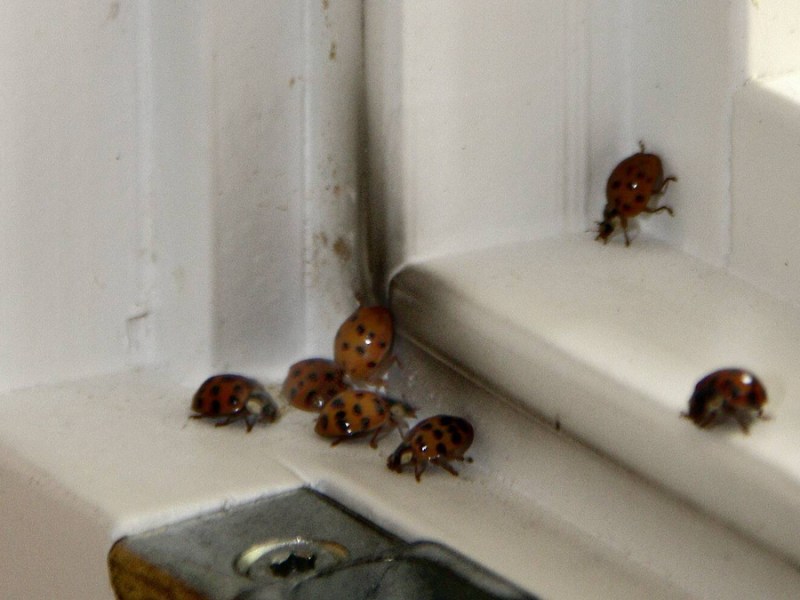 Marienkäfer unterhalb eines Fensters.