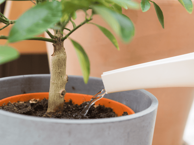 Pflanzen gießen, Ficus