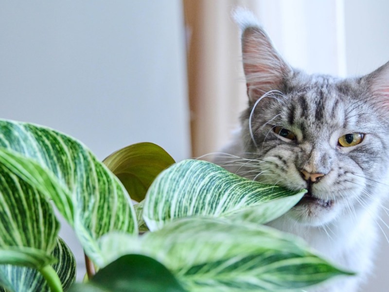 giftige Zimmerpflanzen: eine Katze knabbert an einer Zimmerpflanze