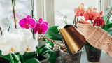 Orchideen Pflege, wässern mit Gießkanne