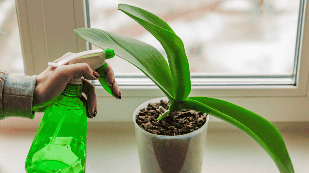 Orchideen Pflege, wässern mit grüner Sprühflasche