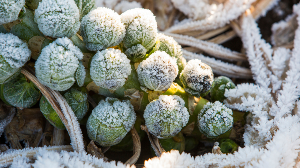 Rosenkohl gefroren