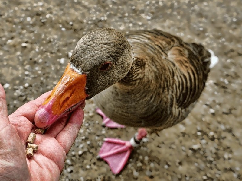 Eine Stockente wird mit Vogelfutter aus einer Hand gefüttert.