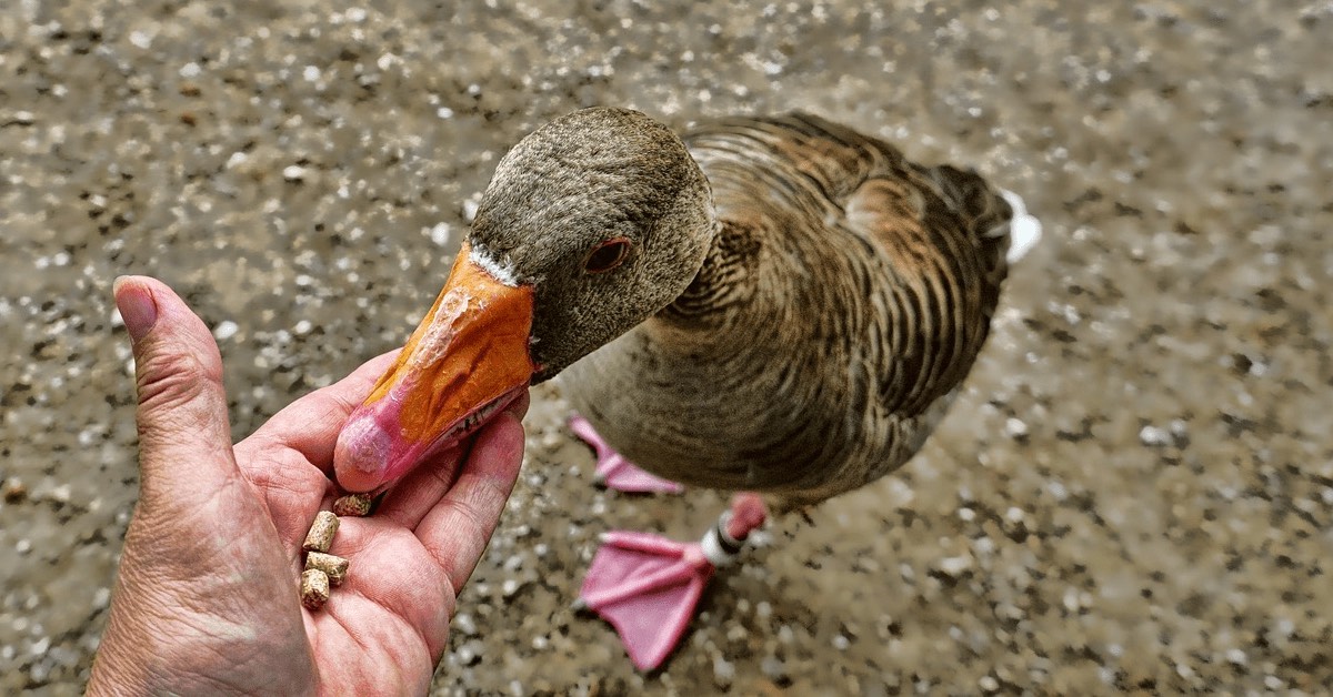 Eine Stockente wird mit Vogelfutter aus einer Hand gefüttert.