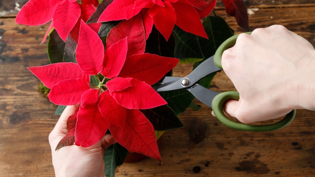 Weihnachtsstern schneiden.