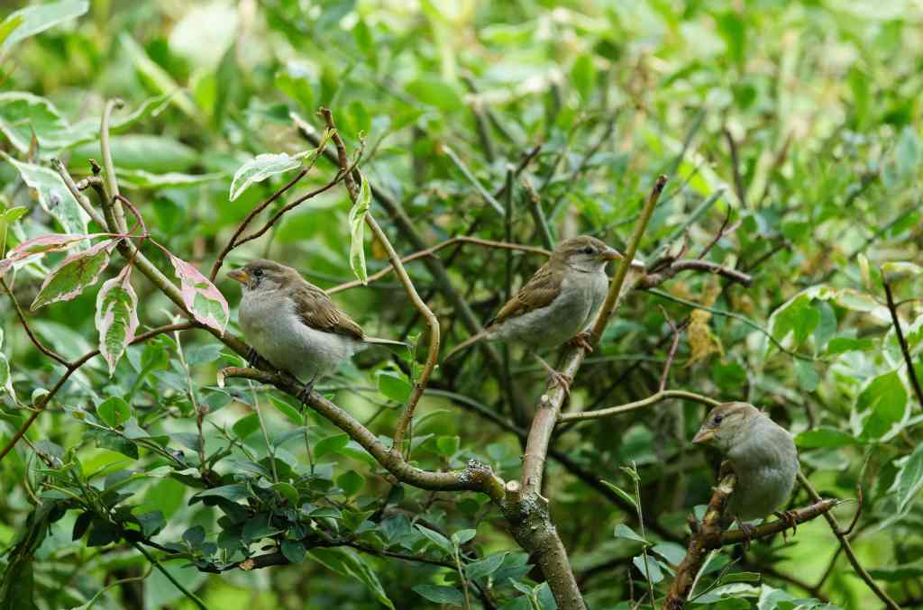 Vögel in Hecke