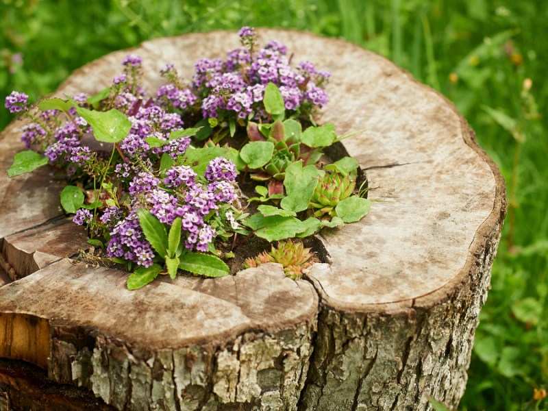 Baumstumpf im Garten bepflanzen.