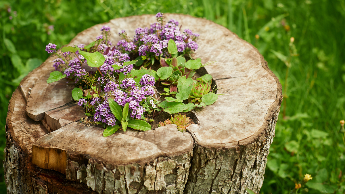 Baumstumpf im Garten bepflanzen.