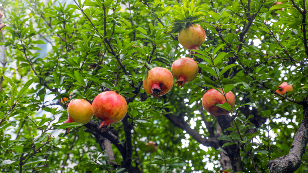 Granatäpfel am Baum