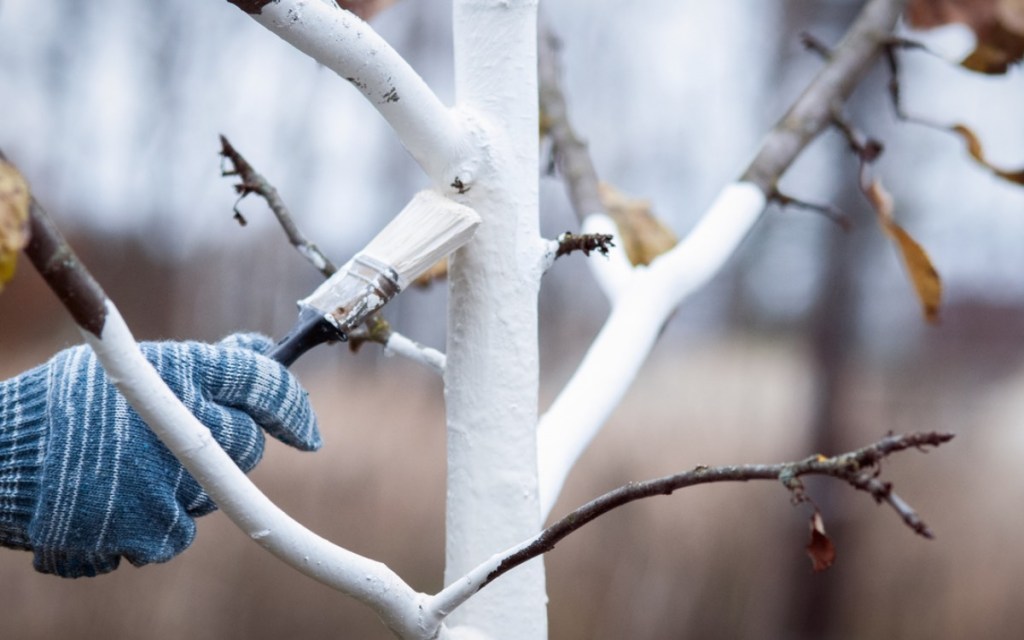 Ein Baum wird im Winter mit weißer Schutzfarbe bestrichen.