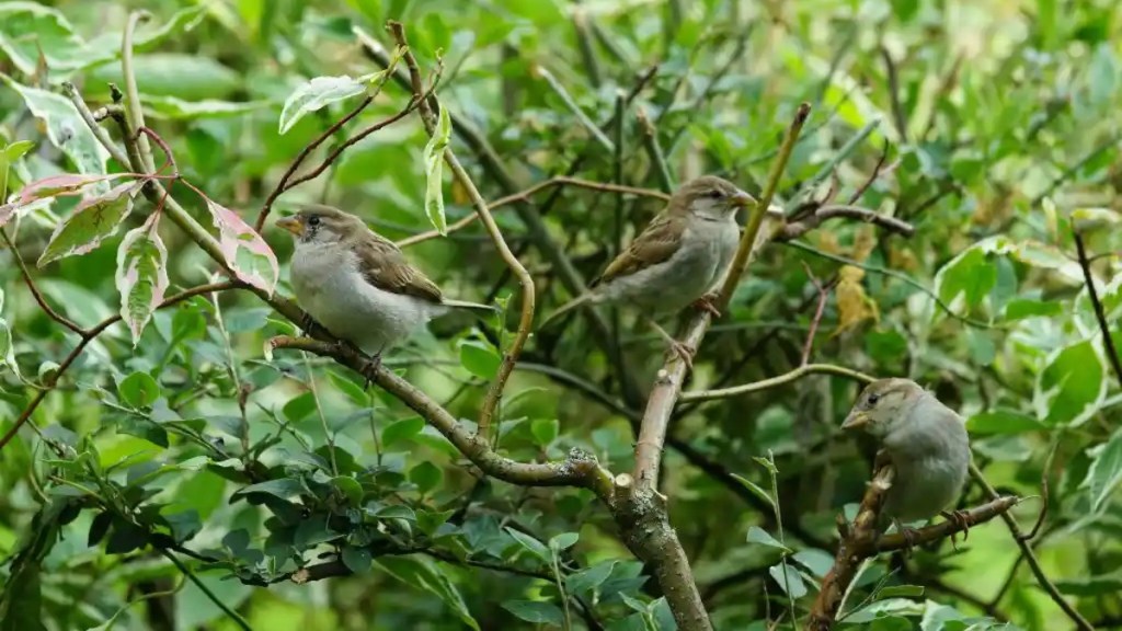 Vögel in einer Hecke.