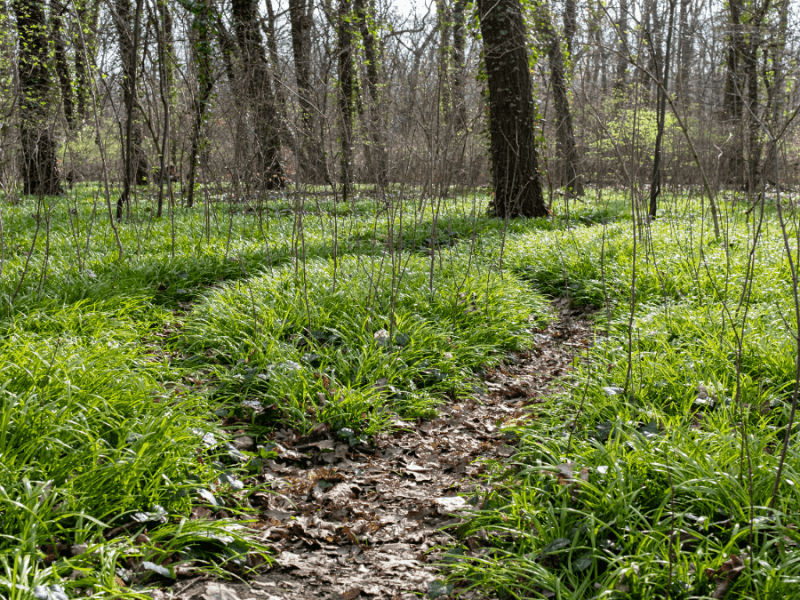 Wald mit Bärlauch