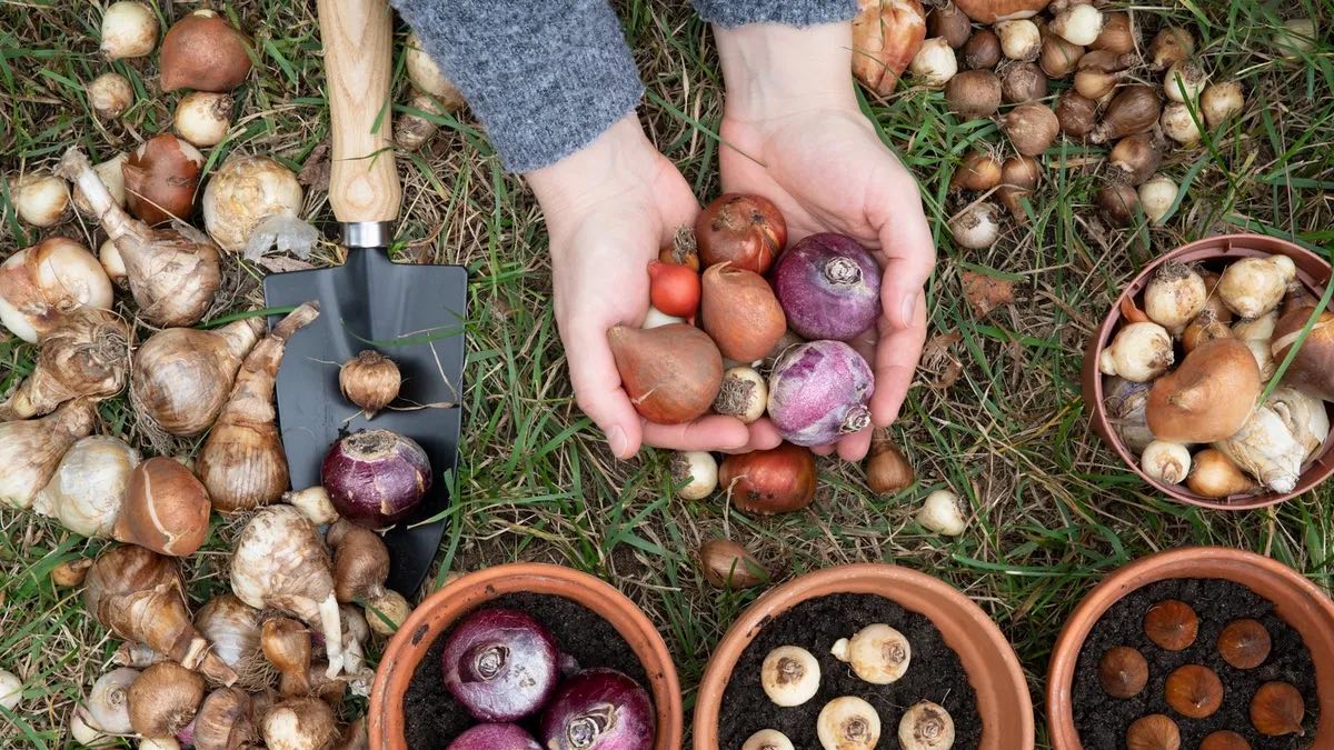 Eine Frau wird beim Blumenzwiebeln pflanzen im Garten fotografiert