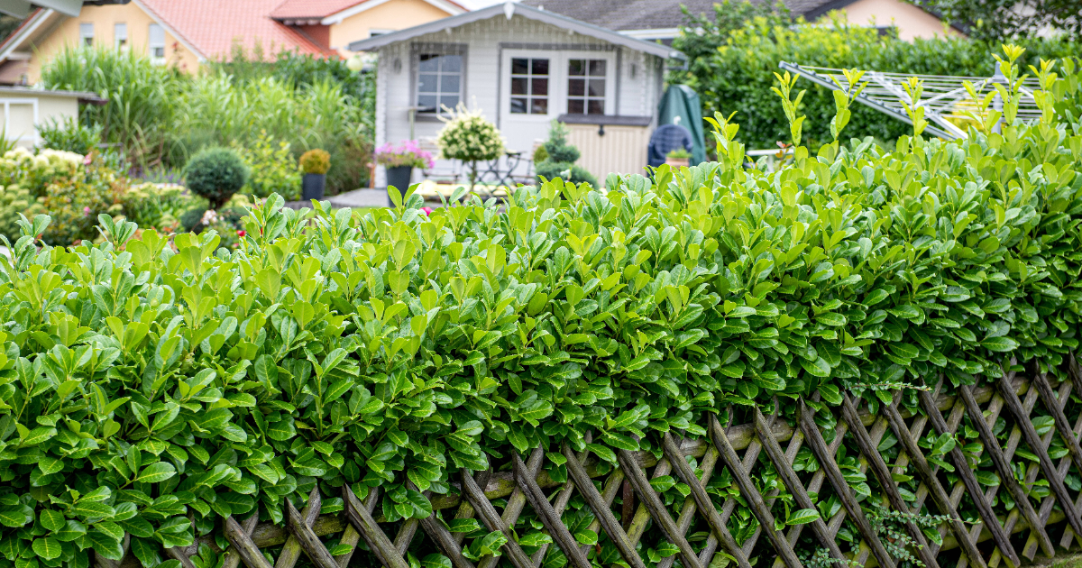 Kirschlorbeerhecke im Garten vor einem