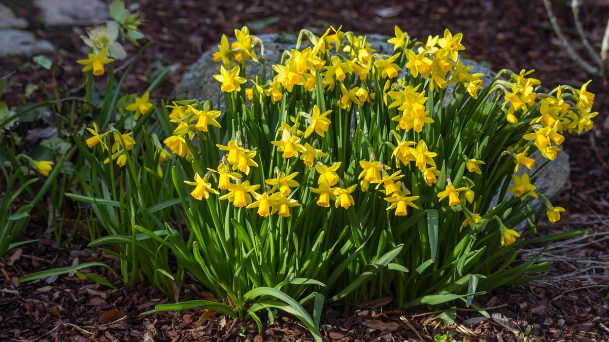 BlÃ¼hende Narzissen im Garten.