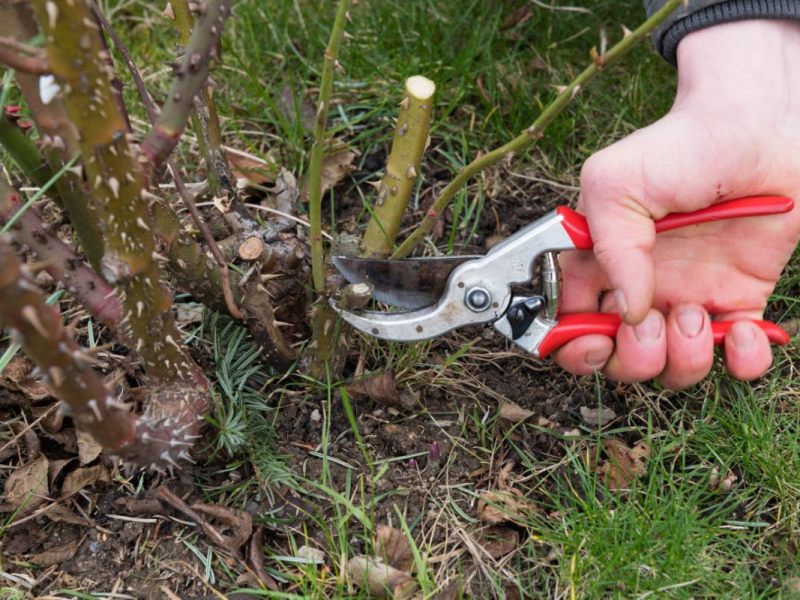 Ein Foto zeigt die Hand eines Gärtners beim Rosen schneiden mit einer Gartenschere.