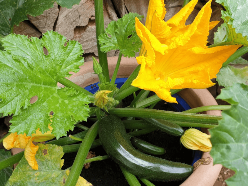 Eine Zucchini-Pflanze im Topf mit einer reifen Zucchini und einer gelben Blüte.