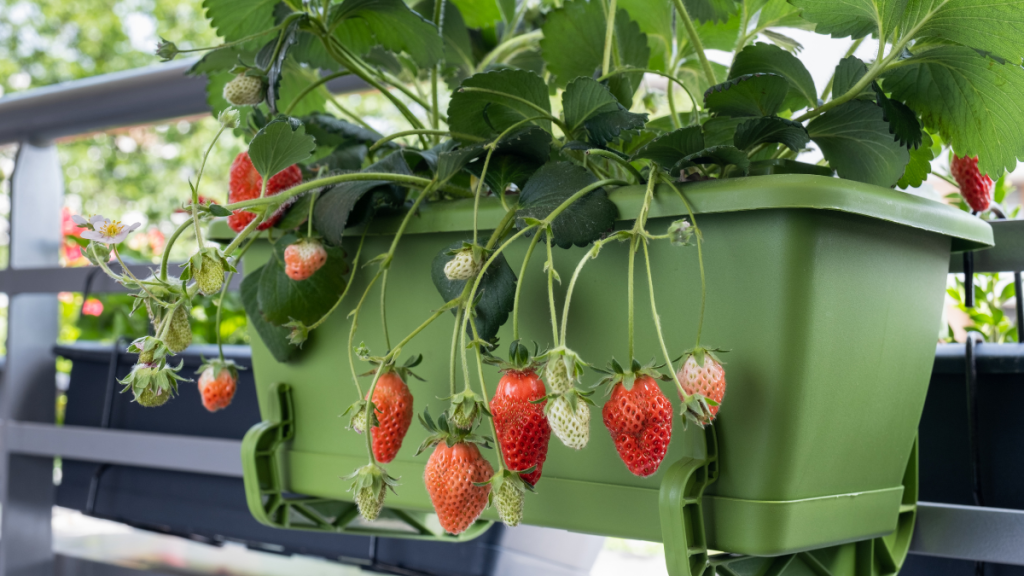 Erdbeeren in einem Balkonkasten.