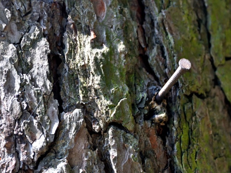 Nagel im Baum