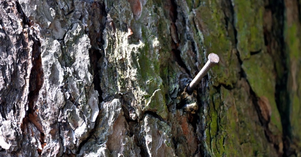 Nagel im Baum